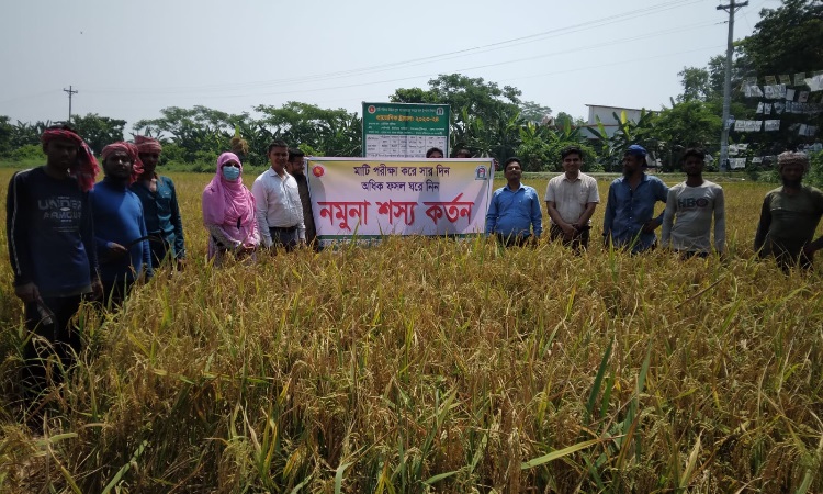 টুঙ্গিপাড়ায় সুষম মাত্রায় সার প্রয়োগে বোরোর বাম্পার ফলন