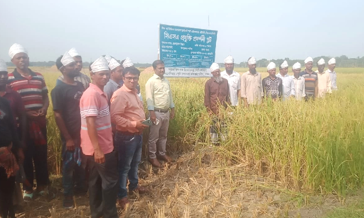 শালিখায় আইএফডিসির শস্য কর্তন ও মাঠ দিবস অনুষ্ঠিত