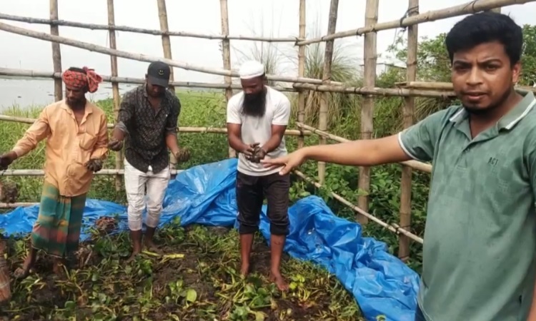 ব্রাহ্মণবাড়িয়ায় কচুরিপানা দিয়ে তৈরি হচ্ছে জৈবসার