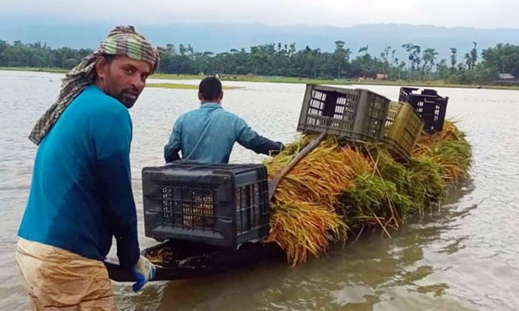 উজানের ঢলে সিলেটের নিম্নাঞ্চল প্লাবিত, বন্যার শঙ্কা