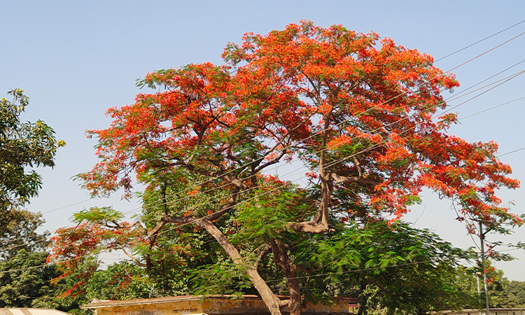 কৃষ্ণচুড়ার মোহনীয় রূপে সেজেছে পথ-প্রান্তর