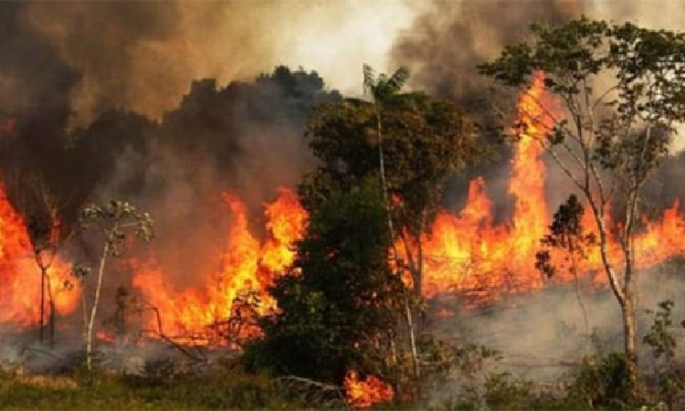 সুন্দরবনের চাঁদপাই রেঞ্জে আগুন