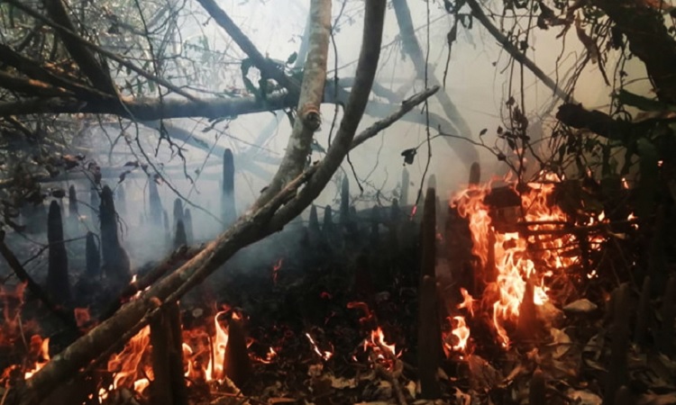 আগুন নেভানোর কাজ শুরু হয়নি, রাতভর পুড়বে সুন্দরবন