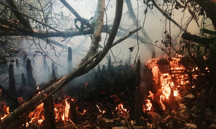 সুন্দরবনে অগ্নিকাণ্ডের ঘটনায় ৩ সদস্যের তদন্ত কমিটি