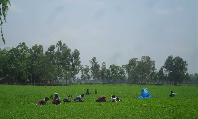 তপ্ত রোদ্রে বাদাম পরিচর্যায় ব্যস্ত কৃষক