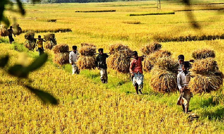 ৭ মে থেকে শুরু অভ্যন্তরীণ বোরো সংগ্রহ কার্যক্রম