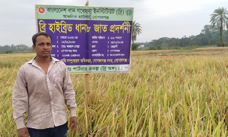 গোপালগঞ্জে ব্রি হাইব্রিড ধান-৮ এর রেকর্ড ফলন