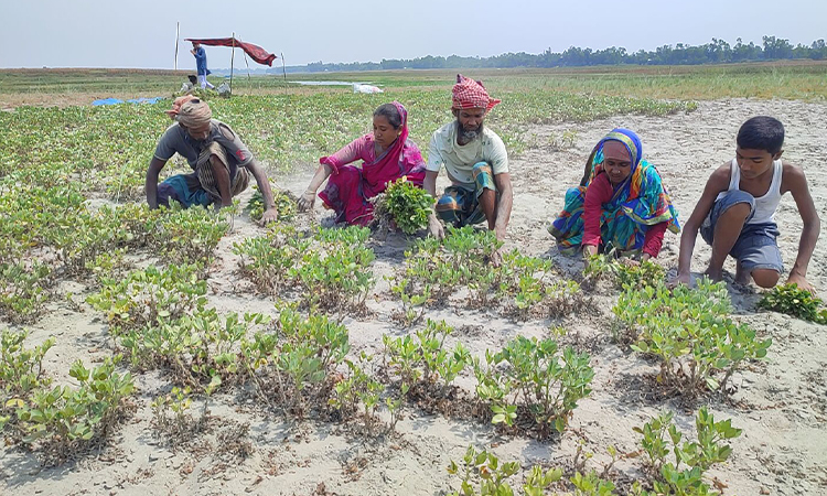 সরিষাবাড়ীতে খরস্রোতা যমুনার বুকে বাদামের বাম্পার ফলন