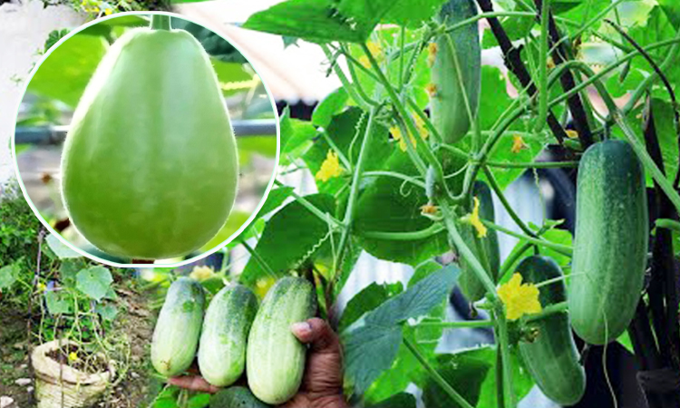 গরমে শরীর ঠান্ডা রাখতে যে সবজি খাবেন