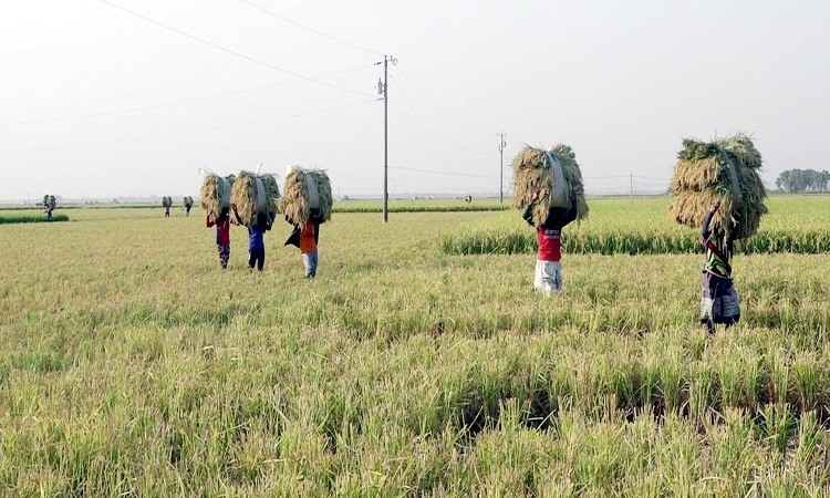 চলনবিলে চলছে ধান কাটার মহোৎসব