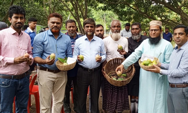 সাতক্ষীরায় আনুষ্ঠানিক আম সংগ্রহ শুরু