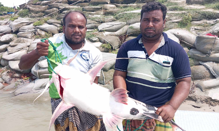 পদ্মায় ধরা পড়লো ১১ কেজি ওজনের বাগাড়