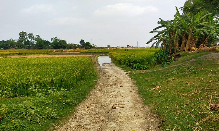 ইসলামপুর বেলগাছা কর্মসৃজন প্রকল্পে অনিয়ম