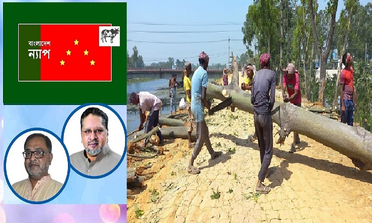 তিস্তা প্রকল্প সম্প্রসারণের নামে গাছ কাটা নির্মমতা: বাংলাদেশ ন্যাপ