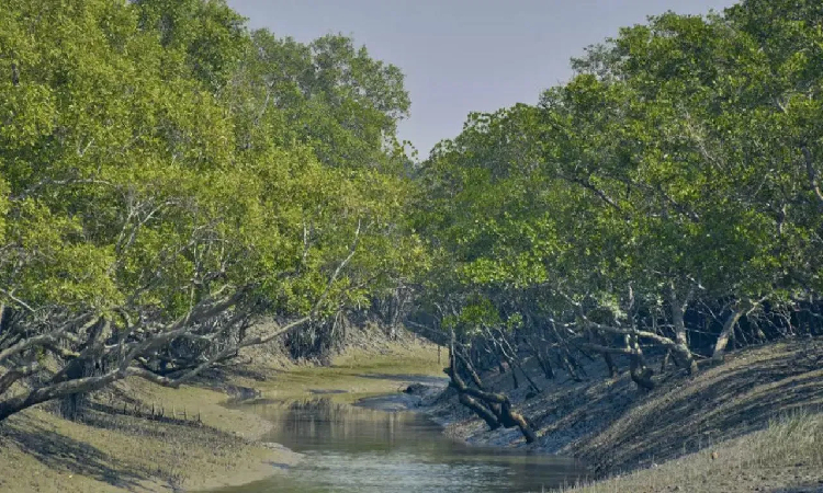 আরও একটি মৃত বাঘ উদ্ধার সুন্দরবনে