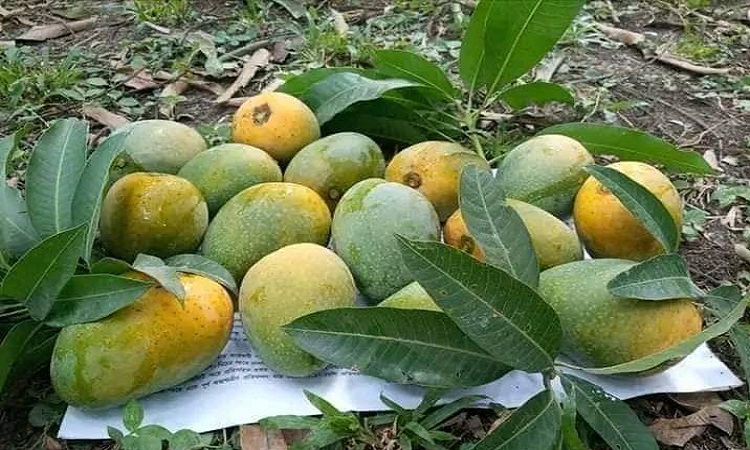 ১৬ মে থেকে চুয়াডাঙ্গায় আম সংগ্রহ শুরু
