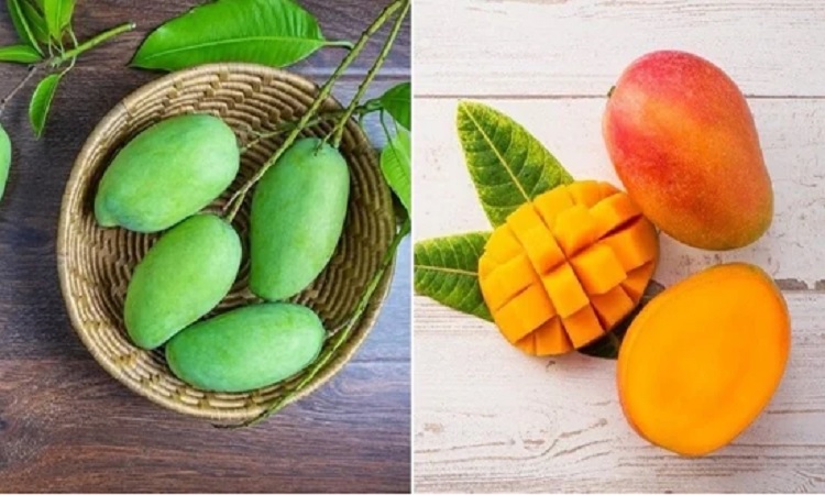 পাকা না কাঁচা আম, কোনটি স্বাস্থ্যের পক্ষে ভালো?