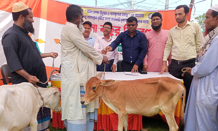 কাউখালীতে জেলেদের মাঝে গবাদি পশু বিতরণ