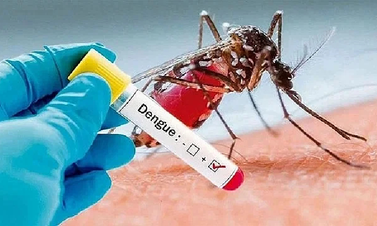 ২৪ ঘণ্টায় ডেঙ্গুতে মৃত্যু ১, হাসপাতালে ভর্তি ১২