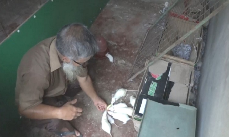 ইঁদুরের খামার স্থাপন করে সাড়া ফেলেছেন ব্রাহ্মণবাড়িয়ার নাসির উদ্দিন