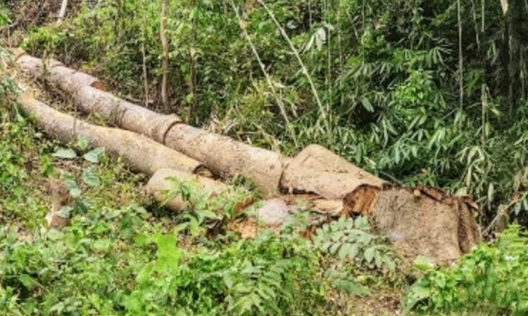 আলীকদমে সংরক্ষিত বনাঞ্চলের গাছ পাচার, তিন বন কর্মকর্তা সাময়িক বরখাস্ত