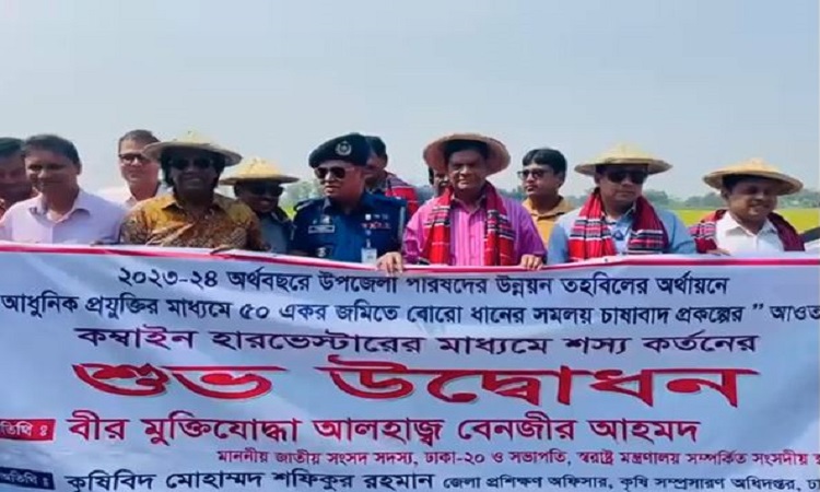 ধামরাইয়ে বোরো ধান কাটা শুরু