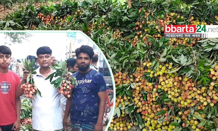 ফলন বিপর্যয়ে দ্বিগুণ দামে পাবনার লিচু, তবু হতাশায় চাষিরা