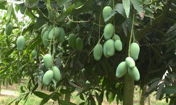 নওগাঁয় আম পাড়া শুরু