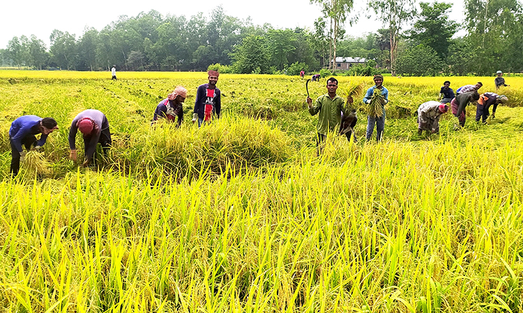 হিলিতে বোরো ধানের বাম্পার ফলন, দাম নিয়ে দুশ্চিন্তায় কৃষকরা