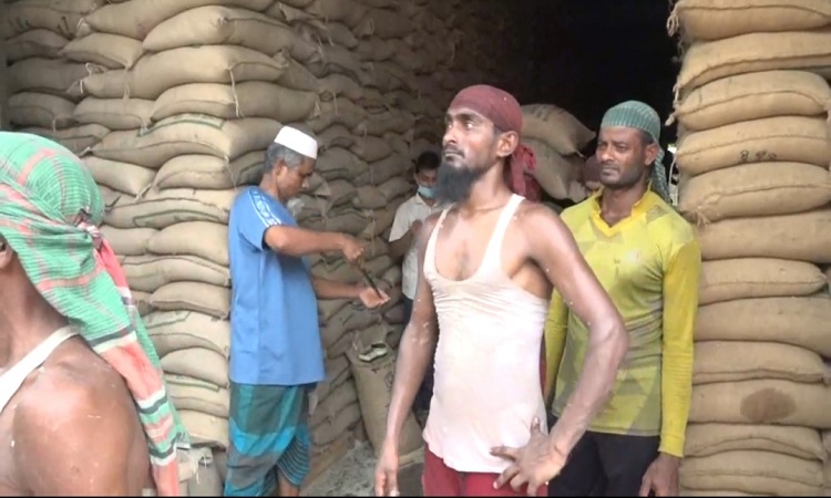 আশুগঞ্জ মোকামে দরপতন, ধানের কাঙ্খিত দাম পাচ্ছে না কৃষক
