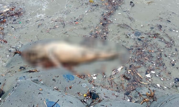 কুয়াকাটা সৈকতে ভেসে এসেছে মৃত ডলফিন