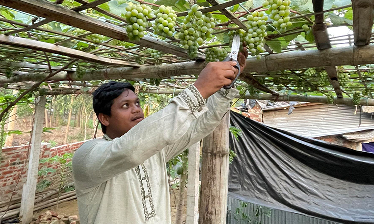 কক্সবাজারে চাষ হচ্ছে রসালো আঙুর
