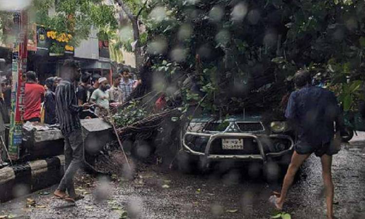 রাজধানীতে রেমালের প্রভাবে একাধিক জায়গায় ভেঙে পড়েছে গাছ