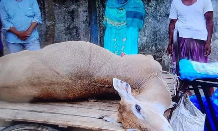 বীরগঞ্জে মৃত অবস্থায় নীলগাই উদ্ধার