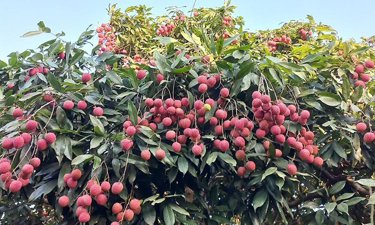 ব্রাহ্মণবাড়িয়ার বিজয়নগরের লিচুর সুনাম দেশজুড়ে