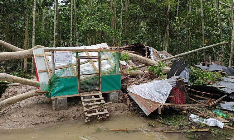 ইন্দুরকানীতে গাছ চাপায় বৃদ্ধার মৃত্যু