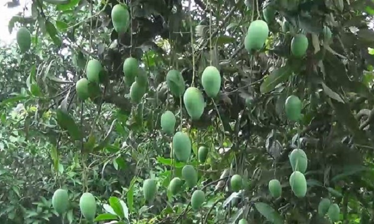 সাভারে আমের বাম্পার ফলন