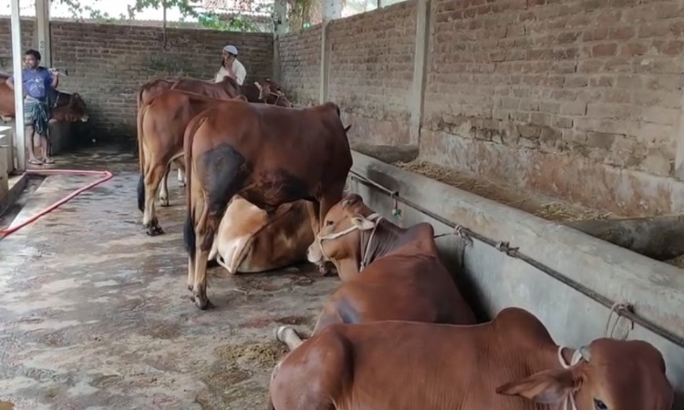 কোরবানি ঈদকে সামনে রেখে হিলির সুমনের খামারে প্রস্তুত ৮৫টি গরু