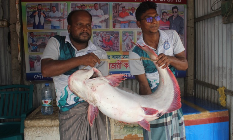 পদ্মার এক পাঙ্গাস ২২ হাজার টাকায় বিক্রি