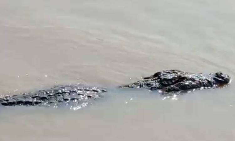 টেক্সাসে নিখোঁজ নারীর মৃতদেহ মিলল কুমিরের মুখে!