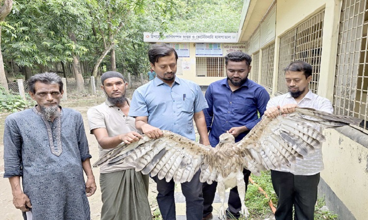 পরিবেশ কর্মীদের সহায়তায় উদ্ধার হলো বাজপাখি