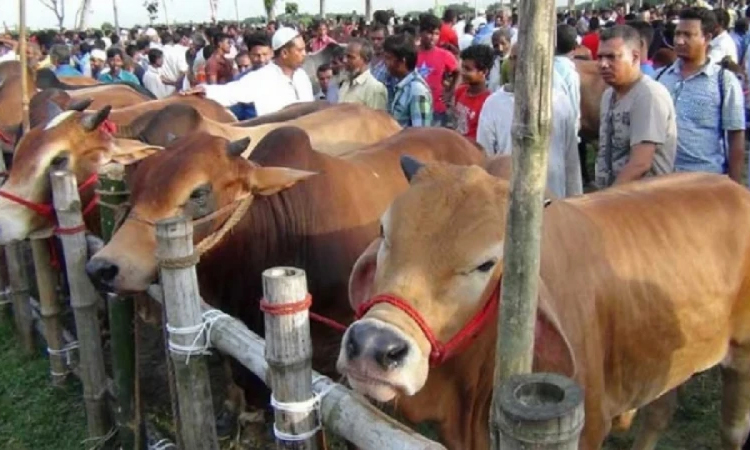 আফতাবনগরে বসবে না পশুর হাট: আপিল বিভাগ