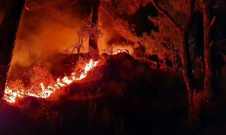 কাশ্মীরের রাজৌরির বনাঞ্চলে ভয়াবহ দাবানল, বিস্ফোরিত হচ্ছে ল্যান্ডমাইন