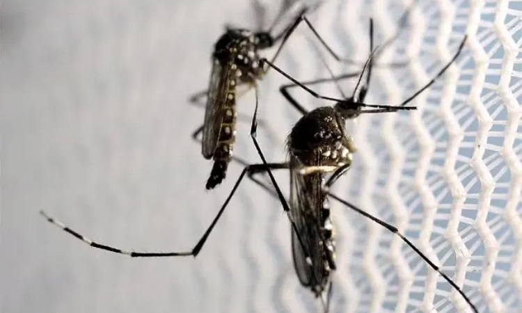 ২৪ ঘণ্টায় ডেঙ্গুতে আক্রান্ত ২২