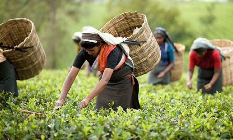 জাতীয় চা দিবস আজ