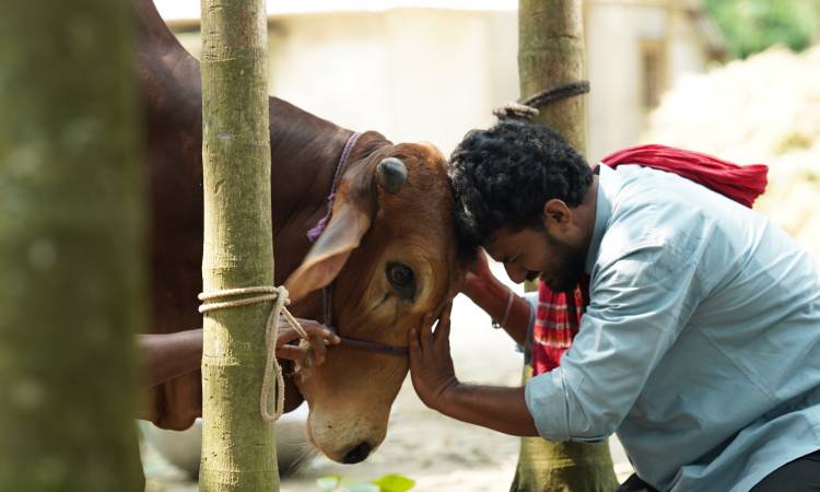 গরু নিয়ে ফারহানের বিশেষ নাটক