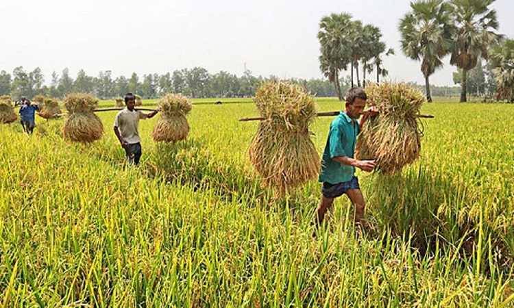 কৃষিতে বরাদ্দ বেড়েছে ২৮৮৫ কোটি টাকা