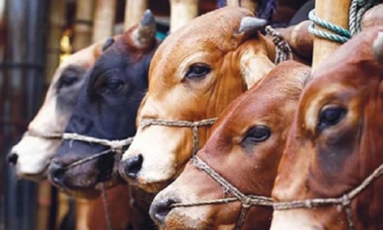 আসন্ন ঈদে ব্রাহ্মণবাড়িয়ায় ১৫শ কোটি টাকার পশু বেচাকেনার আশা
