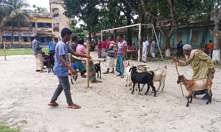 অধ্যক্ষের অনুমতিতে চিলমারী সরকারি কলেজে পশুর হাট