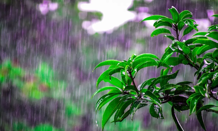 তিন বিভাগে ভারী বর্ষণের পূর্বাভাস